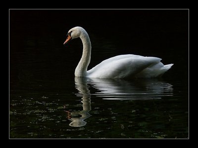 Swan