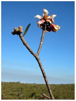 Flôr do Cerrado