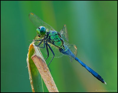 Eastern Pondhawk