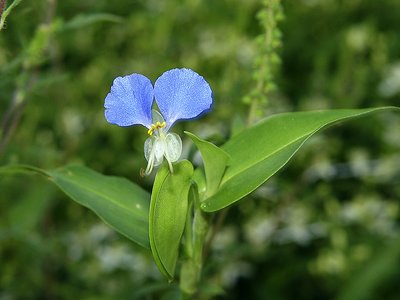 Little Blue Flower