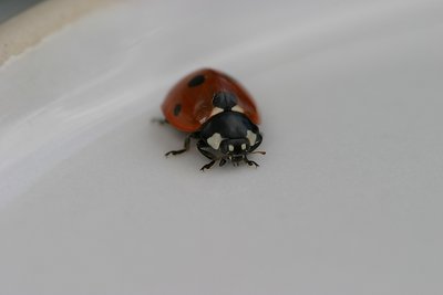 A lady (bug)