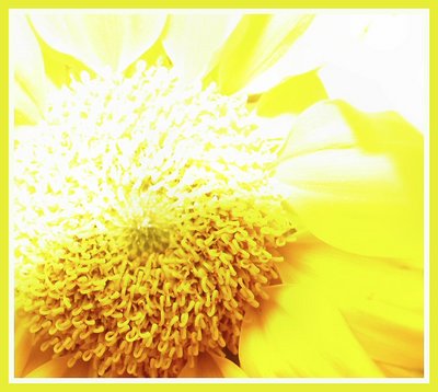 overexposed 3 - Not So Mellow Yellow