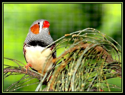 Zebra Finch