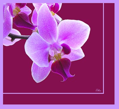 Lilac orchids