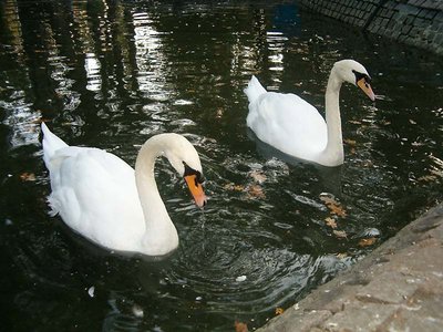 A couple of swan