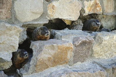 Marmots