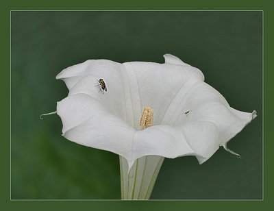 Nectar Attraction- Full view suggested