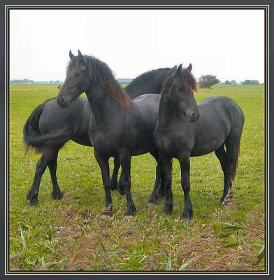 Three Fries Horses