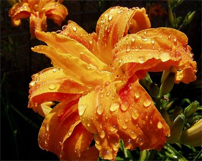 After the Rain