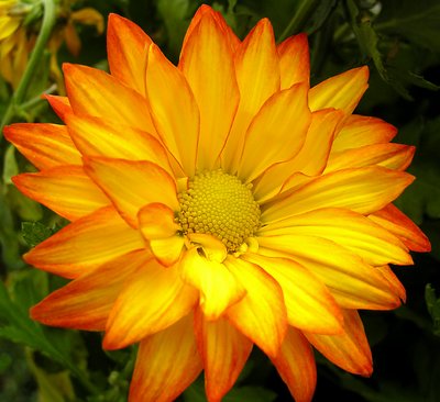 The full view