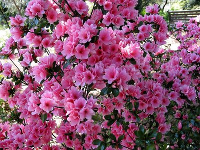 Azalea