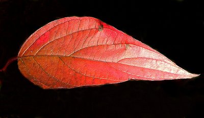 Red Leaf 2