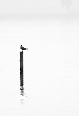 Misty lake with bird