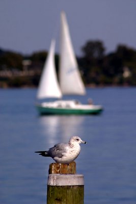 Seagull and Sail