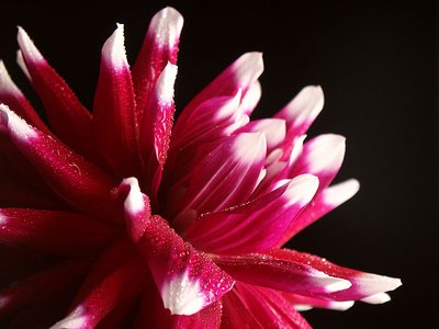 flower power