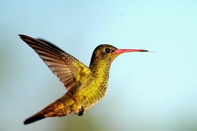 Perfil