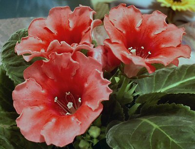 Pink Gloxinia