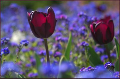 Butchart Garden tulips 2