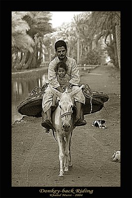 Donkey-back Riding