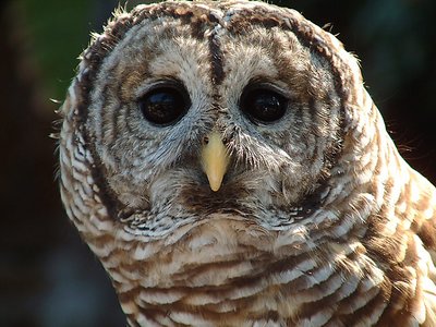Windows to the Soul, Barred Owl