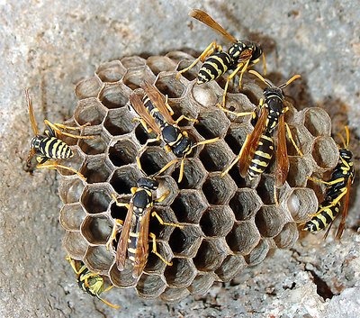 Wasps & Hive