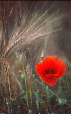 Wheat field Poppy