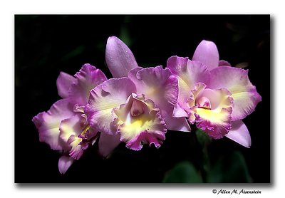 Longwood Orchids (s1938)