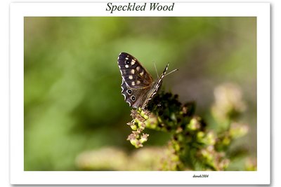 Specked Wood