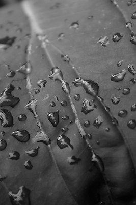 Drops