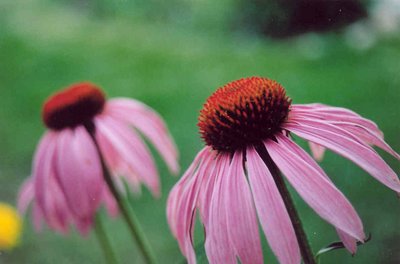 Echinacea 2