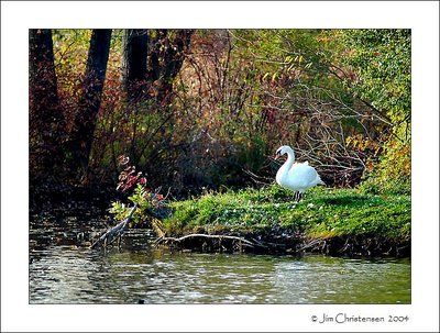 The Swan