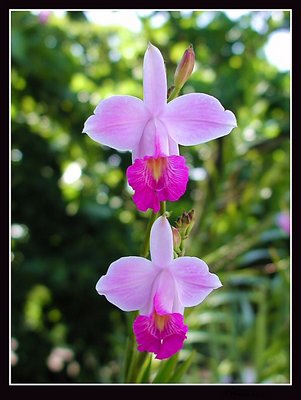 Orquídeas Gêmeas