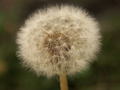 Make a Wish...