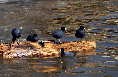 A bunch of Old Coots!!!