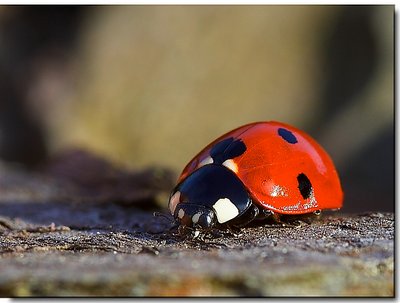 Ladybugs' last autumnal sun bad