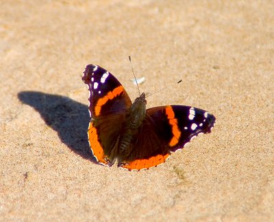 Butterfly and Sand