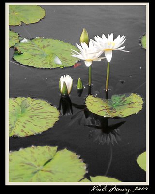 Lilies and Lotus Flowers