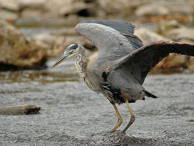 great blue heron