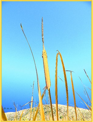 Cat Tails