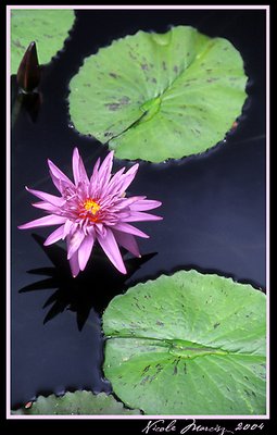 Lotus and Lillies