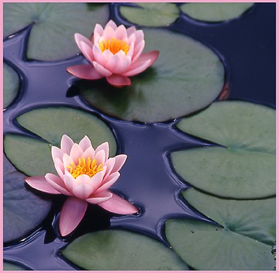 2 Pink Lotus Flowers