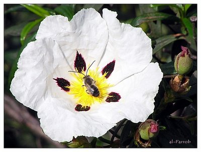 Busy bee