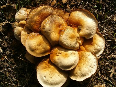 LES CHAMPINIONS