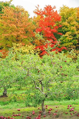 The Apple Tree