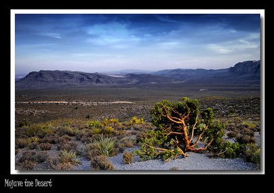 Mojave the Desert