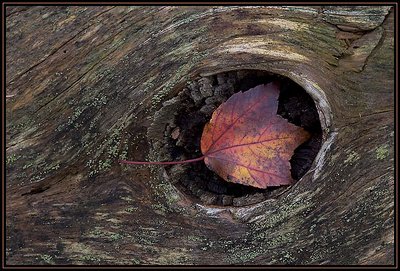 Red Leaf and Hole