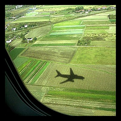 Bird eye