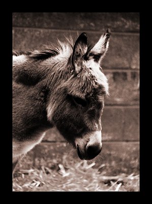 Sad Donkey