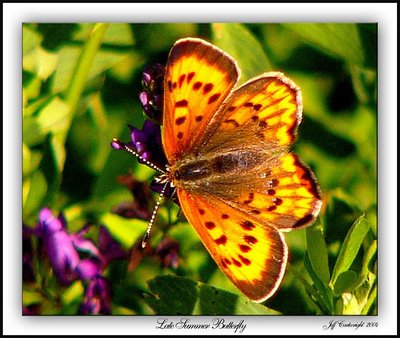 Late Summer Butterfly