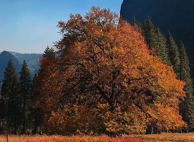 Big Tree